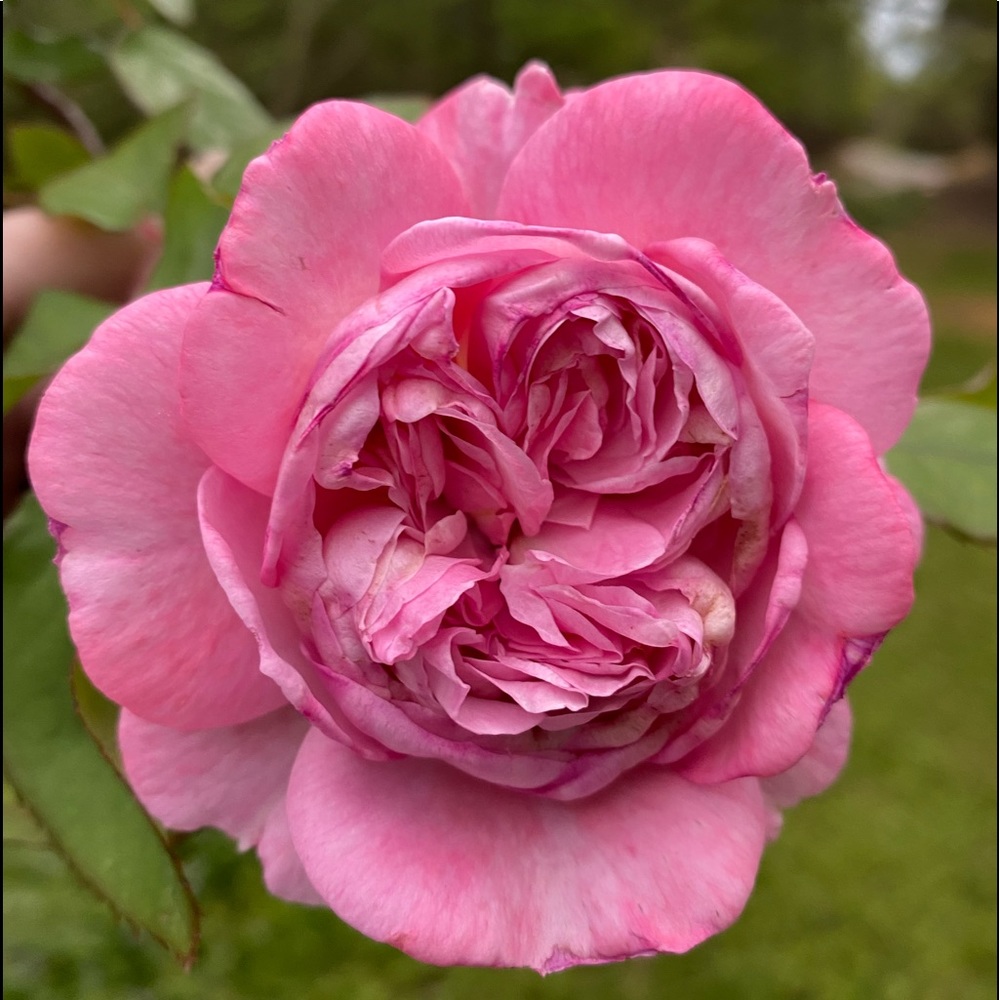 Meet your Posher, Marsha